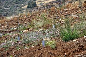 Plantación de 4.400 almendreros, nogales, higueras y olivos en Valsequillo (Foto TA)